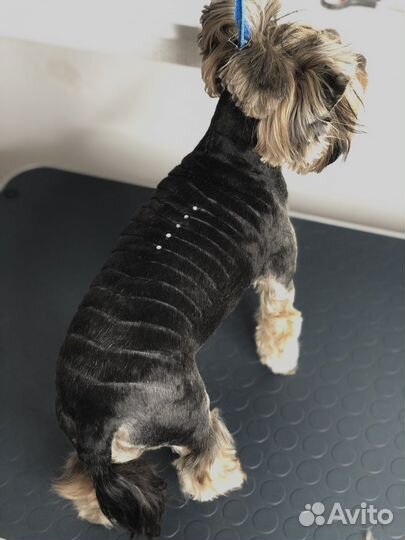 Стрижка собак Йорков - Собак Мелких пород на дому