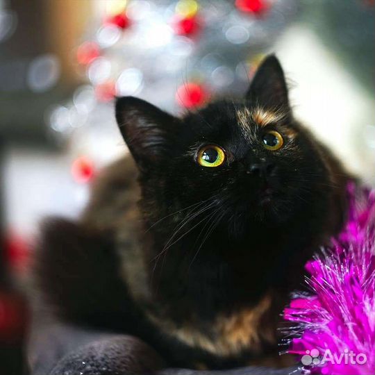 Кошка