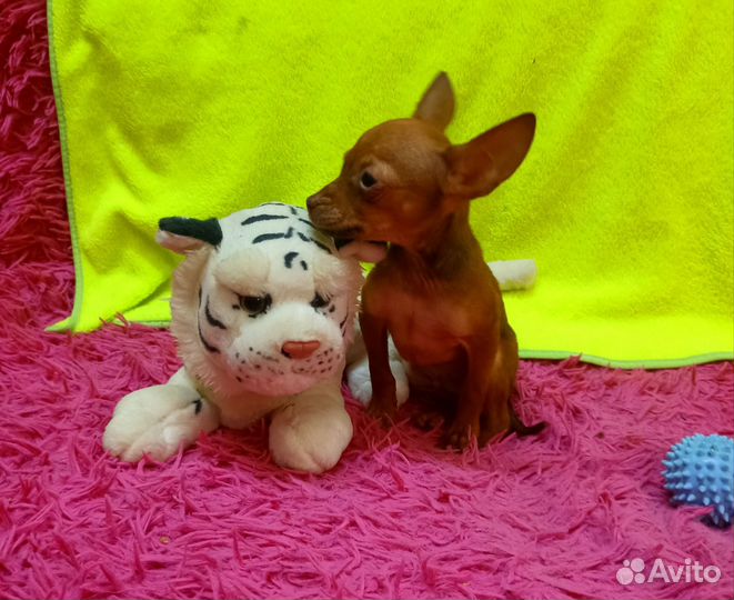 Мини той-терьер щенки