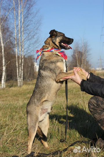 Никому ненужный пес