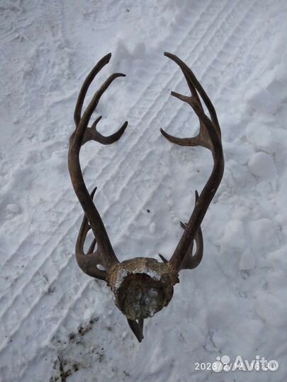 Рога лося