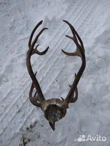 Рога лося