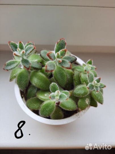 Суккуленты