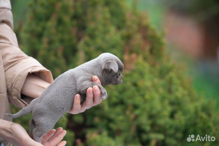 Чихуахуа мальчик уникального окраса