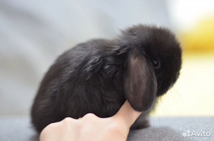 Кролик карликовый вислоухий