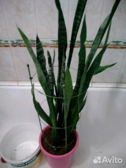 Сансевиерия