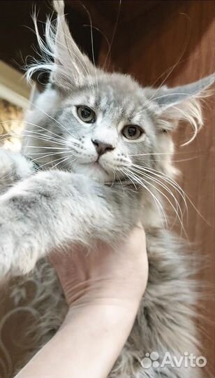 Котята мейн-кун