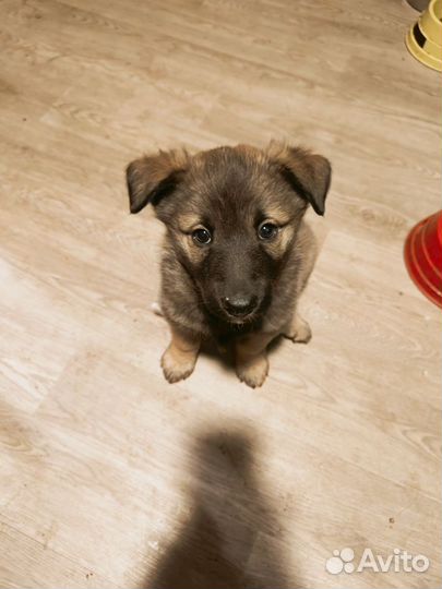 Щенки в добрые руки