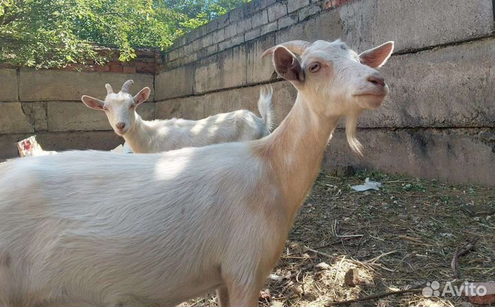 Продаётся стадо коз