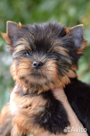Йоркширский терьер девочки и мальчики