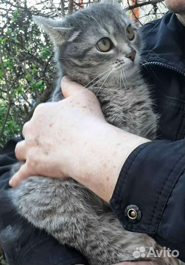 Кошка ласковая в дар