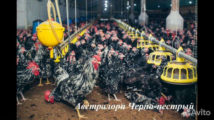 Цыплята подрощенные разных пород