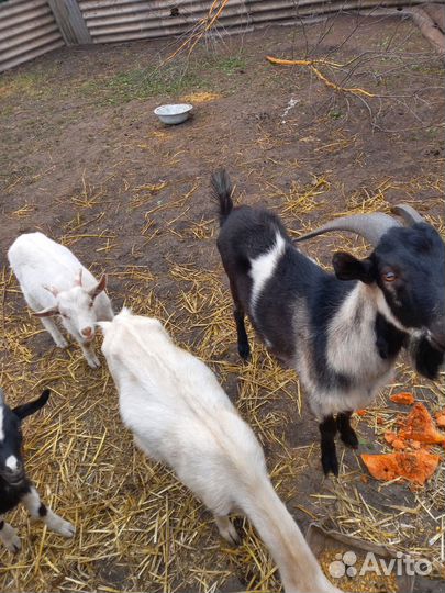 Продам коз. 3 казы 3 кзлята 1 козёл