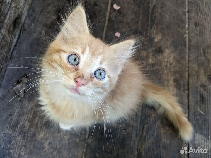 Котята рыжики