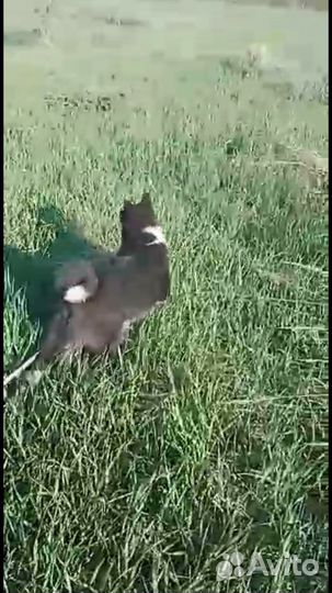 Русско европейская лайка