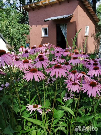 Эхинацея пурпурная
