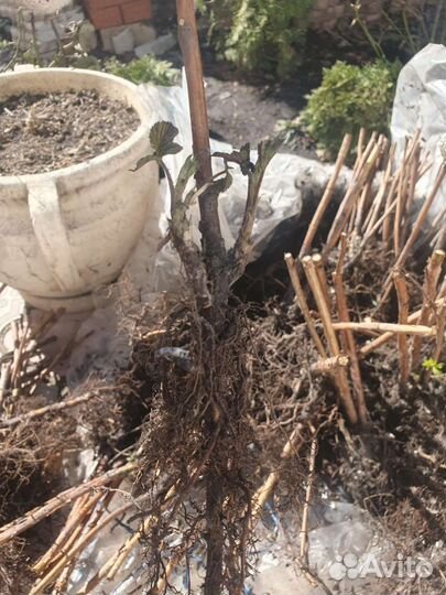 Саженцы малина сорт Таганка