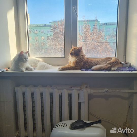 Кот мейн-кун