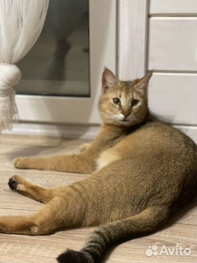 Котенок Чаузи девочка