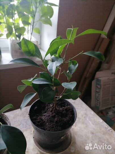 Фикус Бенджамин