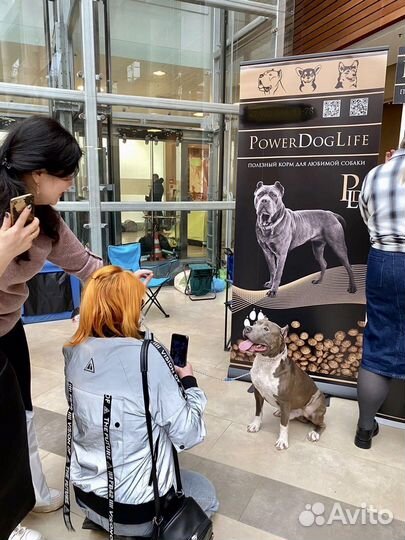 Вязка Американский стаффордширский терьер