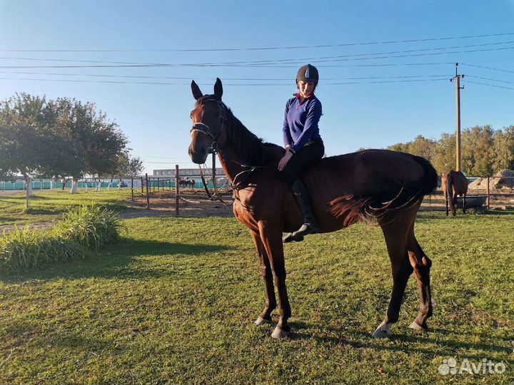 Прогулки на лошади, конные прогулки, лошади Брянск
