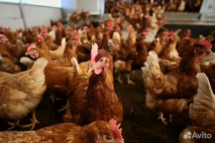 Куры несушки