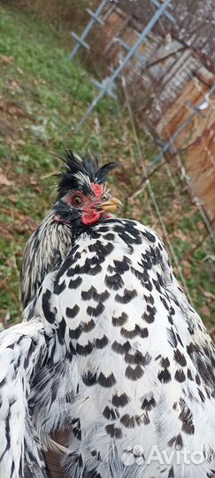 Павловское серебро петух