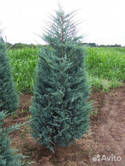 Питомник С продаёт можжевельники с З. К. С