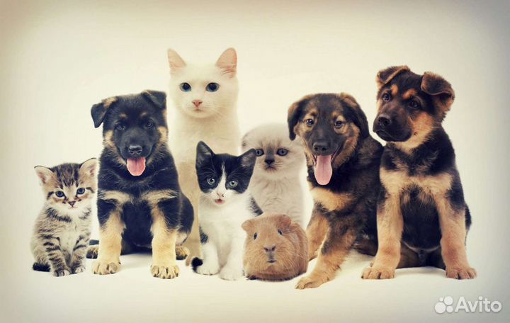 Передержка, кинолог для животных