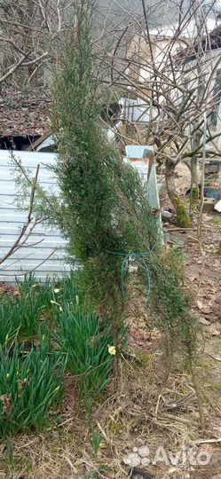 Саженцы кипариса