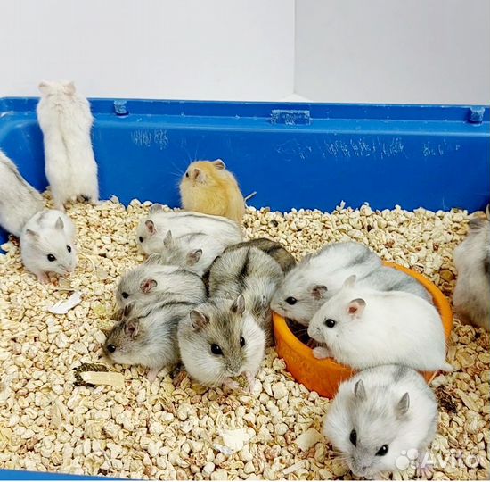 Джунгарские хомячки