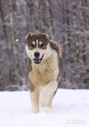 Щенок алабая Криолан