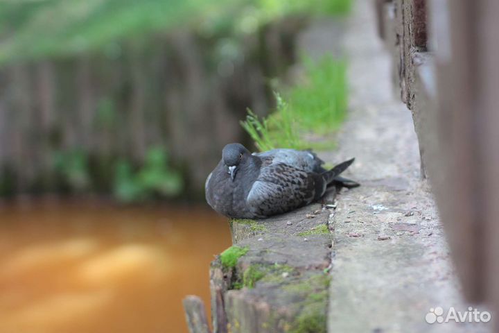 Объектив Zenitar-M 50 1.7