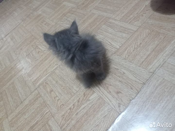Отдам котят с подарком