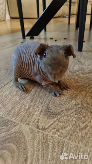Морская свинка скинни