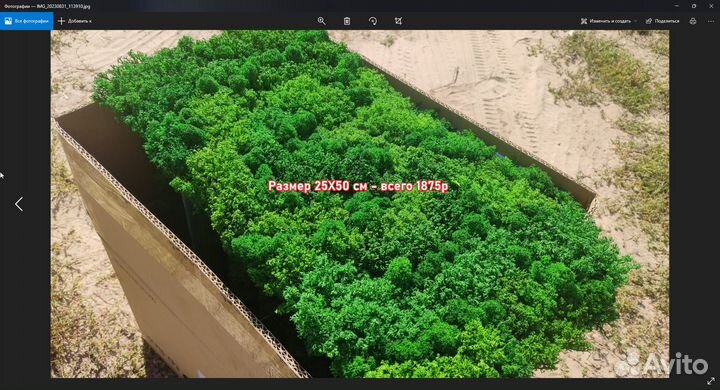 Живая зелень: панно из мха