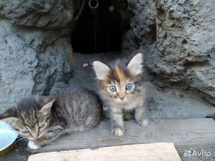 Котята девочки подкидыши