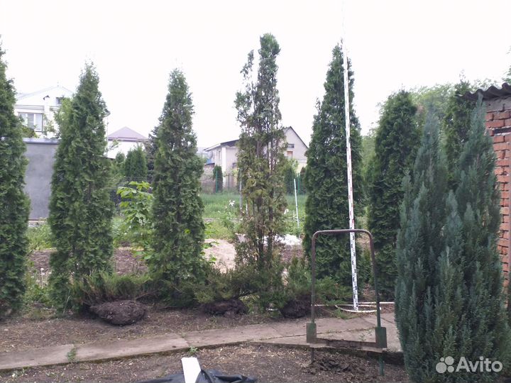 Туя колумна 3.2м