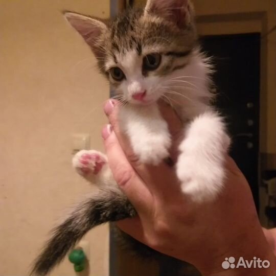 Котята бесплатно