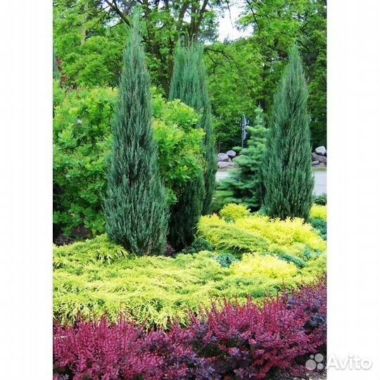 Можжевельник скальный разные сорта