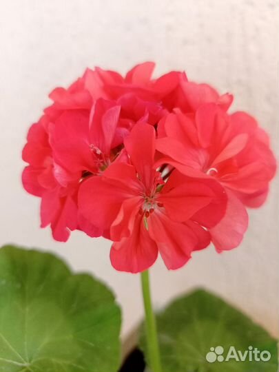 Пеларгония герань зональная