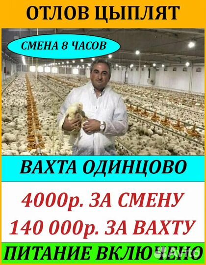 Отловщик цыплят/Вахта по 8ч/питание,жилье/Моск обл