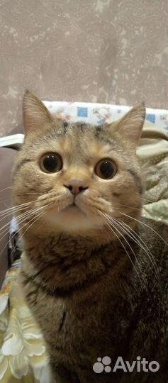 Британская