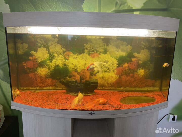 Аквариум с тумбой 250 литров
