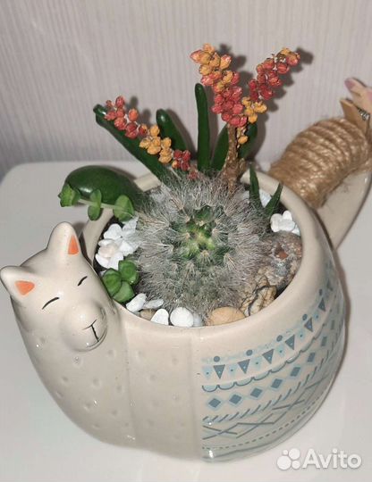 Композиция, суккуленты