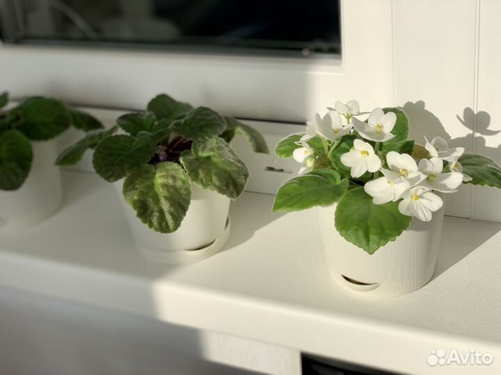 Фиалки белые и фиолетовые