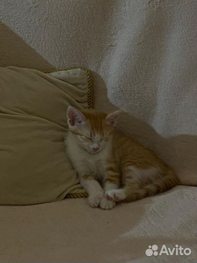Кошки в добрые руки бесплатно