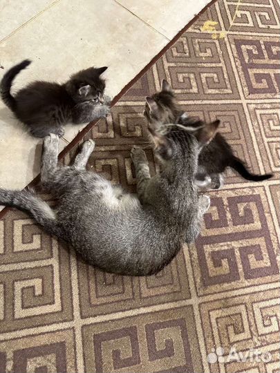 Котята отдам бесплатно