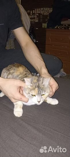 Шотландские кошки в добрые руки